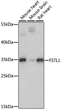 FSTL1 antibody