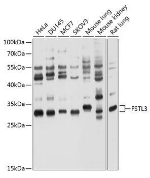 FSTL3 antibody