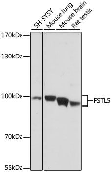 FSTL5 antibody
