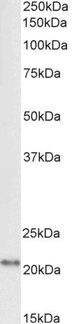 Goat anti-FTL, Biotinylated Antibody