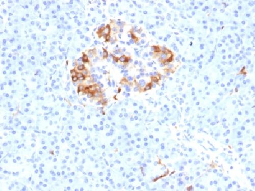 FTL Antibody