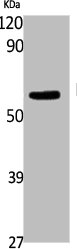 FTO Antibody
