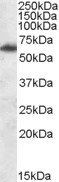 Goat anti-FTO (Mouse) Antibody