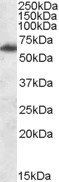 Fto antibody