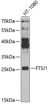 FTSJ1 antibody