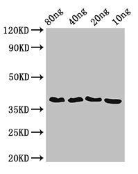 ftsZ Antibody