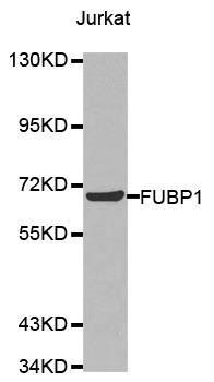FUBP1 antibody
