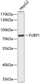 FUBP1 antibody