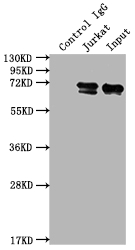 FUBP1 Recombinant Monoclonal Antibody
