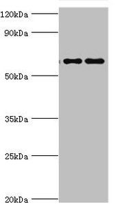 FUBP3 Antibody