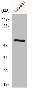 FUBP3 Antibody