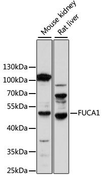 FUCA1 antibody