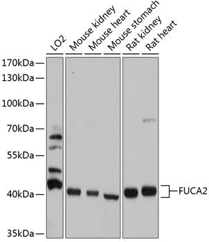 FUCA2 antibody