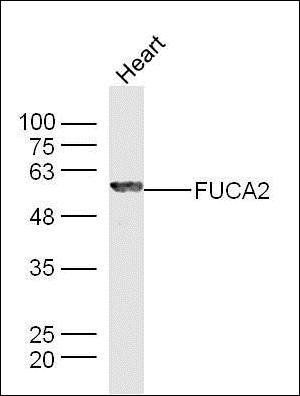 FUCA2 antibody