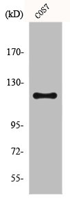 FUK antibody