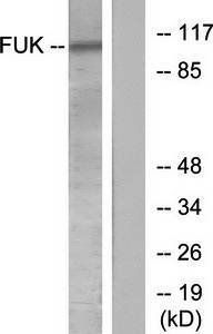 FUK antibody