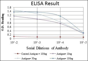 FUK Antibody