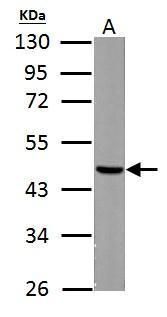 Fumarate hydratase Rabbit Polyclonal Antibody