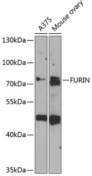 FURIN antibody