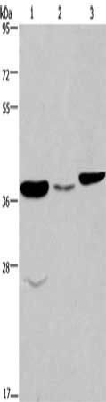 FUT1 Antibody