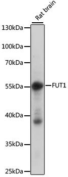 FUT1 antibody