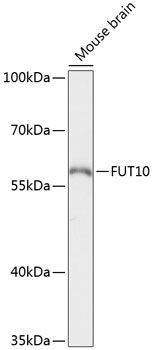 FUT10 antibody