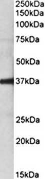Goat anti-FUT2 Antibody