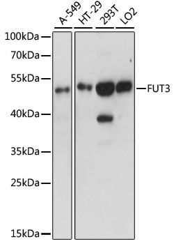 FUT3 antibody