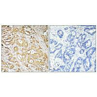 FUT3 Antibody