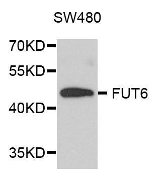 FUT6 antibody