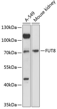 FUT8 antibody