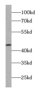 FUT9 antibody