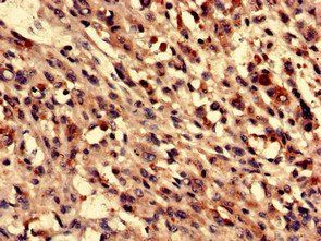 FUZ Antibody