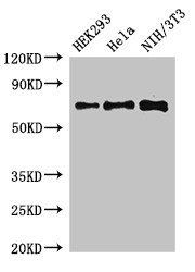 FXR1 antibody