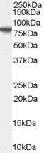 FXR1 antibody