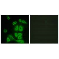 FXR2 antibody