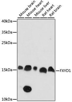 FXYD1 antibody