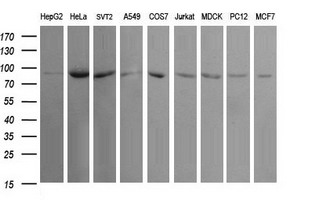 FXYD3 antibody