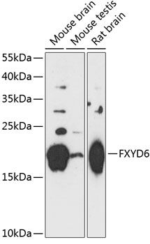 FXYD6 antibody