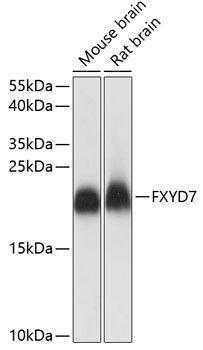 FXYD7 antibody