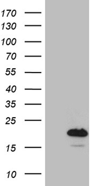 FYCO1 Antibody