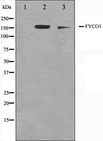 FYCO1 antibody