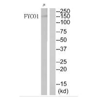 FYCO1 antibody