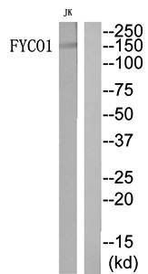 FYCO1 Antibody