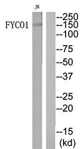 FYCO1 antibody