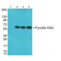 FYN (Ab-530) antibody
