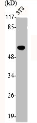 FYN Antibody