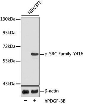 FYN (Phospho-Y416/Lck-Y416) antibody
