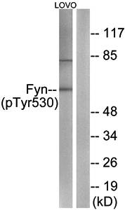 Fyn (phospho-Tyr530) antibody