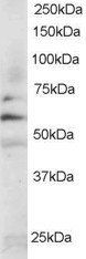 Goat anti-FYN Antibody